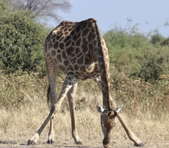 Giraffa camelopardalis giraffa