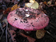 Russula major
