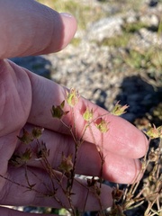 Potentilla rubricaulis