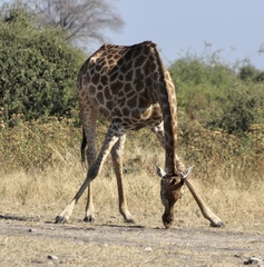 Giraffa camelopardalis giraffa