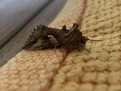 Autographa californica