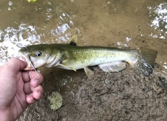 Ameiurus platycephalus