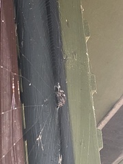 Araneus bicentenarius
