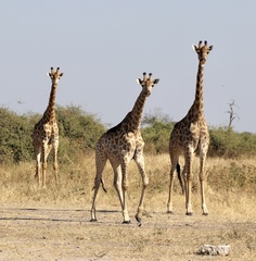 Giraffa camelopardalis giraffa