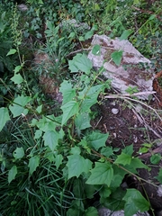 Chenopodium
