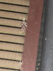 Araneus bicentenarius