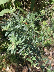 Artemisia indica