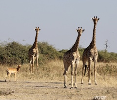 Giraffa camelopardalis giraffa
