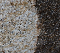 Lecanora pseudistera