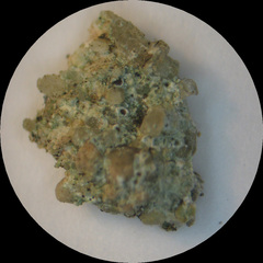 Lecanora pseudistera