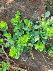 Searsia zeyheri