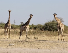 Giraffa camelopardalis giraffa