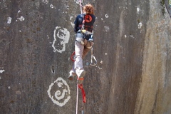 Lecanora pseudistera