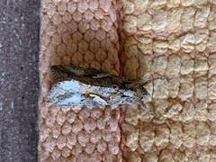 Autographa californica