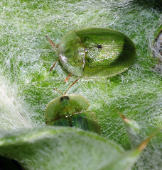 Cassida deflorata