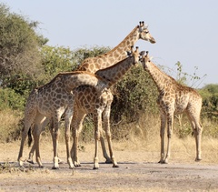 Giraffa camelopardalis giraffa