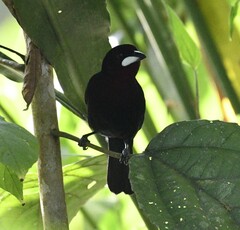 Ramphocelus carbo
