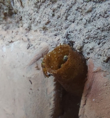 Tetragonisca angustula