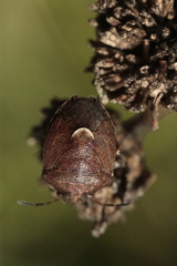 Rubiconia intermedia