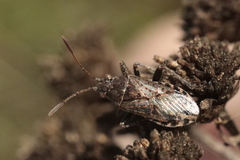 Stictopleurus punctatonervosus