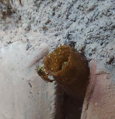 Tetragonisca angustula