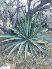 Agave palmeri
