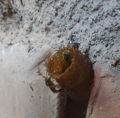 Tetragonisca angustula