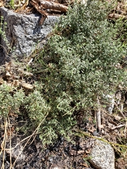 Galium porrigens