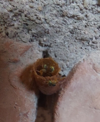 Tetragonisca angustula