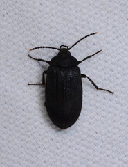 Penthe pimelia