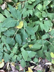 Aegopodium