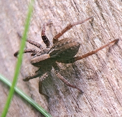 Alopecosa pulverulenta