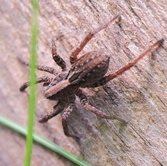 Alopecosa pulverulenta