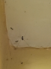 Physocyclus globosus