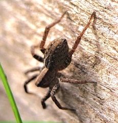 Alopecosa pulverulenta