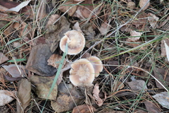 Rhodocollybia asema
