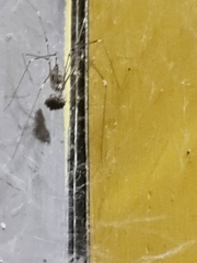 Crossopriza lyoni