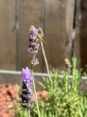 Zelus renardii