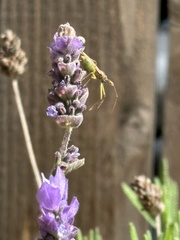Zelus renardii