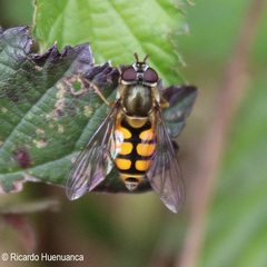 Syrphus octomaculatus