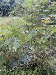 Senna siamea