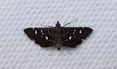 Diathrausta reconditalis