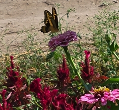 Heraclides cresphontes