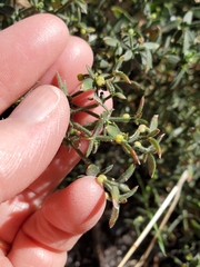 Galium porrigens