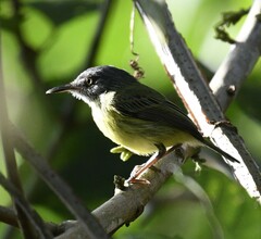 Todirostrum maculatum