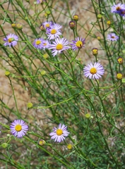 Erigeron foliosus