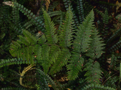 Leptolepia novae-zelandiae