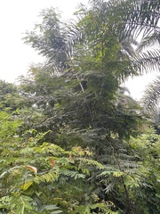 Senna siamea