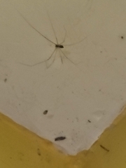 Crossopriza lyoni