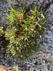 Trifolium dasyphyllum